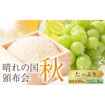 ふるさと納税 笠岡市 晴れの国頒布会 秋 たっぷり 無洗米 20kg シャインマスカット 2kg