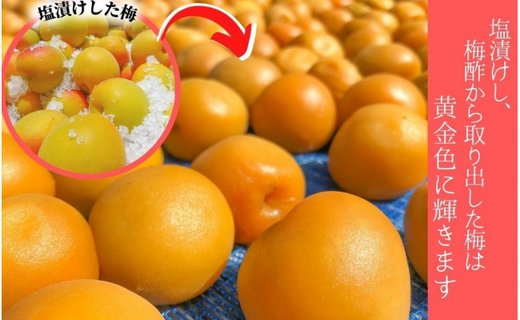 無添加　しそ梅　しょっぱい（小粒800ｇ）紀州南高梅【梅農家手づくり梅干】