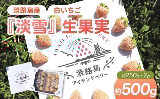 【大玉】淡路島産白いちご　『淡雪』 生果実 500gセット