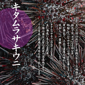 【令和8年発送先行予約】朝獲れ 生うに牛乳瓶 150g×10本【08】【2026年4月下旬～8月発送】