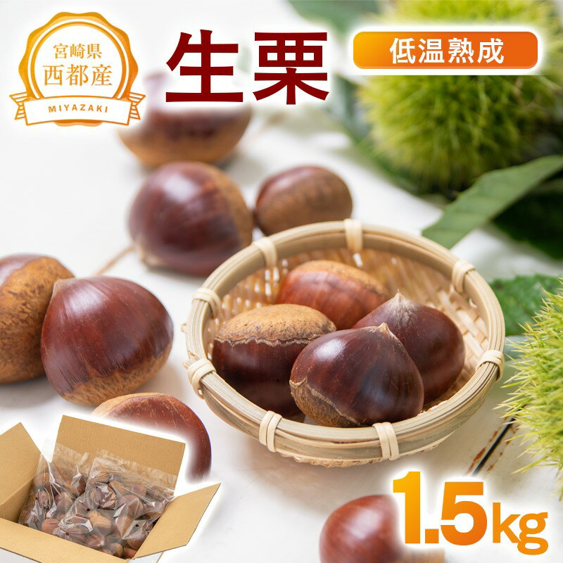 【ふるさと納税】低温熟成「生栗」1.5kg 国産 宮崎県 西都市 くり＜1.5-220＞