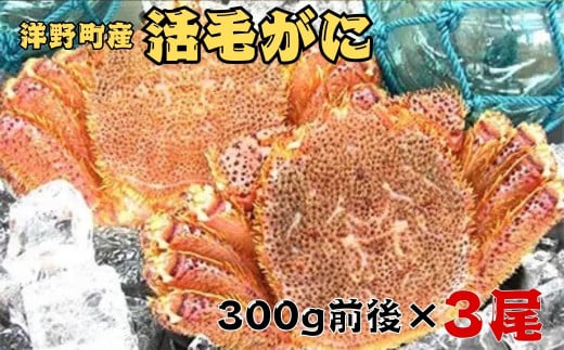 洋野町産 活毛がに 300g前後×3尾