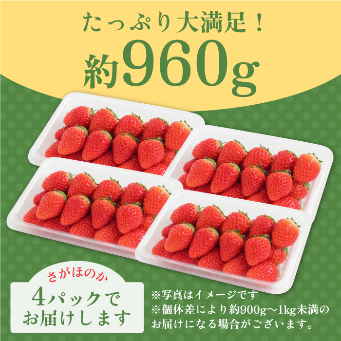 【1月中旬〜3月中旬発送】みずみずしい果肉！さがほのかレギュラーパック4P 240g×4 いちご イチゴ 苺 フルーツ 果物 佐賀 吉野ヶ里町/リエンサーク [FCC001]