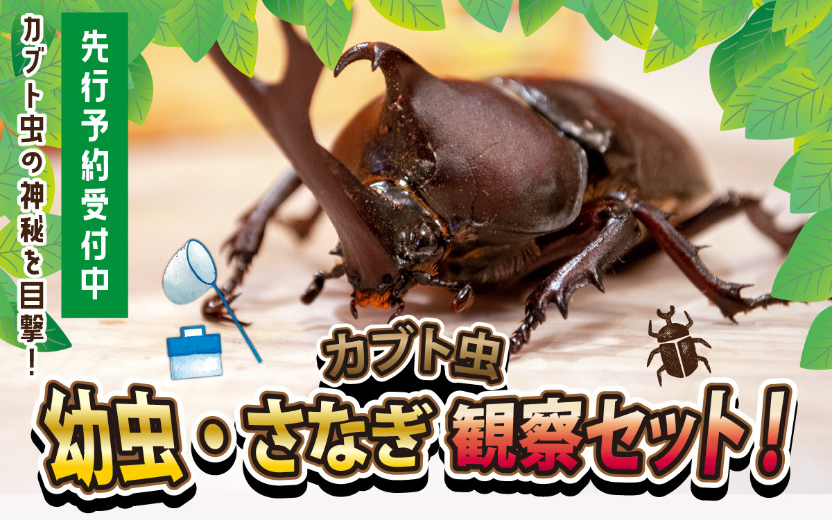 
                  【先行予約】 カブト虫　幼虫・さなぎ観察セット 【2027年4月上旬順次発送】 【 カブト虫 幼虫 さなぎ 観察 セット エサマット 自然 研究 体験 虫 】 [A-081005]
                