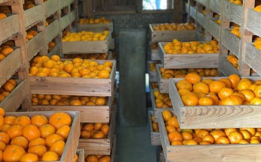 【2025年11月中旬から順次発送】季節の味覚！貝塚市産 温州みかん10kg