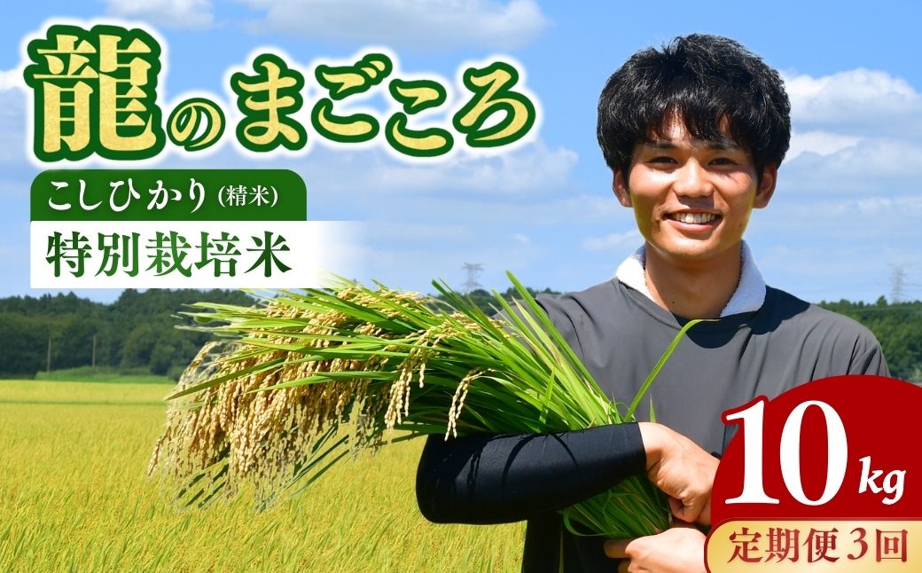 ＜定期便3回＞【令和7年産】龍ケ崎の特別栽培米 コシヒカリ 10kg(5kg×2袋) | こしひかり お米 米 こめ 白米 精米 特別栽培米 冷めてもおいしい 美味しい こだわり おにぎり 茨城県 龍ケ崎市産