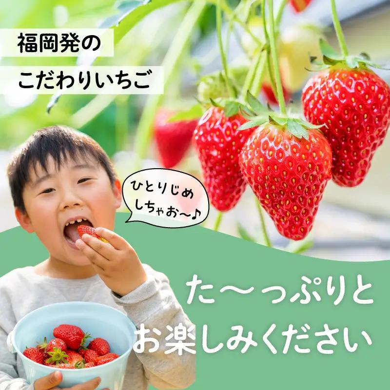 福岡県産あまおう 250g×4パック【3回定期便】 ＜配送不可：離島＞ いちご 苺 イチゴ 福岡県産 八女市 137-T001