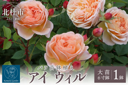 バラ苗鉢植え「アイ ウィル」 バラ 苗 四季咲き 鉢植え 花 6寸鉢 オリジナル品種 アイウィル ロゼット咲き 房咲き 1鉢