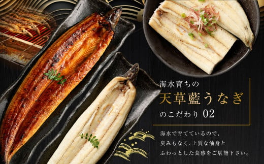 海水育ちの天草藍うなぎ 紅白3～4尾セット 合計約600g タレ付き うなぎ 鰻 ウナギ 蒲焼き かば焼き うなぎの蒲焼 魚 お魚