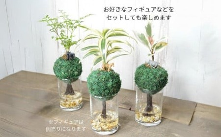 ハイドロカルチャー 観葉植物 モスアイランド 鉢植え 土無し インテリア 苔玉　                                                            