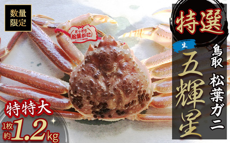 【松葉ガニ/3月上旬までの受付】【魚倉】五輝星 生 松葉ガニ （特特大1.2kg）
