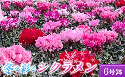 
                  小国園芸 冬を彩る シクラメン 6号鉢 種類・色おまかせ 花 鉢植え F21C-306
                
