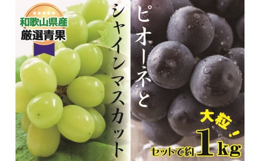 大人気 ぶどう セット 約1kg入 シャイン＆ピオーネ 【2026年8月上旬～8月下旬頃発送予定】/ 和歌山県 かつらぎ町 産地直送 マスカット ぶどう 葡萄 甘い ジューシー ピオーネ 高糖度 2026年【A215-frks111】