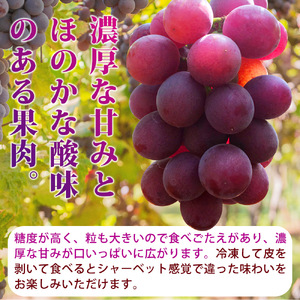 紀州和歌山産の種なし巨峰ぶどう２房（約800g〜1kg）※2025年8月上旬頃〜2025年9月上旬頃に順次発送予定 / ぶどう ブドウ 葡萄 種無し フルーツ 果物 くだもの【uot814】 