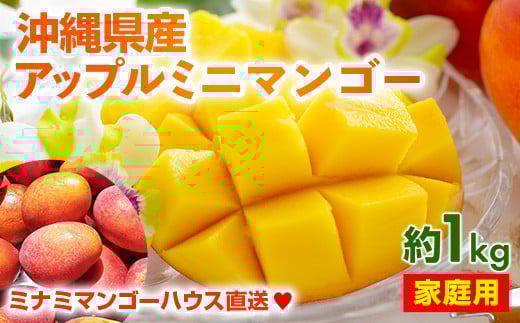 
            【2025年発送】ミナミマンゴーハウスのアップル ミニマンゴー約1kg【家庭用】- ご家庭用 沖縄県産 産地直送 南国フルーツ 旬の味覚 アップルマンゴー ご自宅用 オススメ 沖縄県 八重瀬町
          