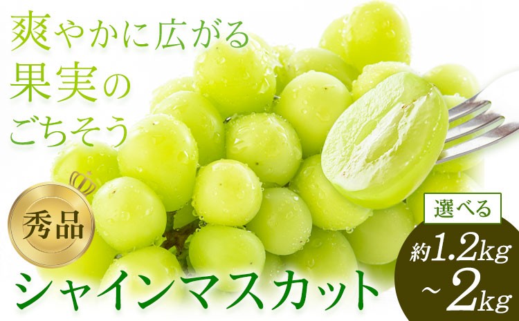 
                  【先行予約】シャインマスカット 秀品 選べる内容量 約1.2kg 約2kg 日本フルーツ《2026年7月中旬-8月末頃出荷》熊本県 菊池市 ぶどう ブドウ 果物 フルーツ スイーツ デザート ギフト ご贈答
                