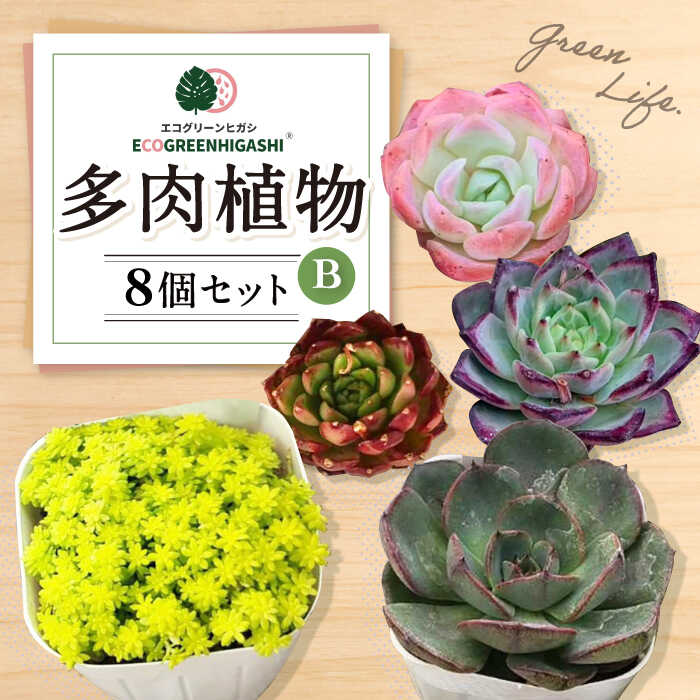【ふるさと納税】オリジナル鉢付き！かわいい売れ筋多肉植物お届けセットB / 観葉植物 多肉 多肉植物 インテリア / エコグリーンヒガシ / 大村市[ACAL005]