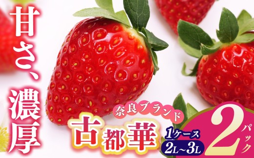 平群 の 古都華 2L～3Lサイズ （ 2パック 1ケース） 計2パック 辻本農園  |  先行予約 フルーツ 果物 くだもの ブランド いちご 苺 古都華 ことか 甘い 大人気 満足 希少 希少品種 ストロベリー 美味しい 品種 特徴 糖度 ルビー色 1月 2月 3月 発送 旬 送料無料 濃厚 香り 果汁 味わい深い お取り寄せ 産地直送 辻本農園 名産地 奈良県 平群 町