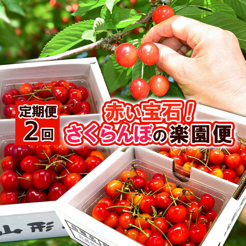 【ふるさと納税】【定期便2回】赤い宝石！さくらんぼの楽園便 【令和8年産先行予約】FS25-625 くだもの 果物 フルーツ 山形 山形県 山形市 お取り寄せ 2026年産