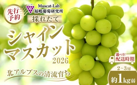 
            【先行予約】 2026  シャインマスカット ２房～３房　約1キロ弱 【選べる配送時期】 長野県産  国際特許有機肥料栽培｜ 果物 ぶどう マスカット フルーツ  大粒  人気 おすすめ 葡萄  ギフト 送料無料 長野県 大町市
          