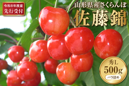 【2026年産先行予約】さくらんぼ佐藤錦 秀L 500g(500gバラ詰め×1パック)山形県河北町産【晴天畑】 さくらんぼ 贈答 ギフト 佐藤錦 秀品 先行予約 令和8年産 ka073-009