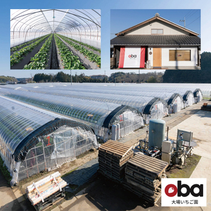 【12月中旬より順次発送】【数量限定】茨城県オリジナル品種『いばらキッス』DX300g×2パック【いちご 苺 フルーツ 果物 くだもの 水戸市 茨城県】（DO-3）