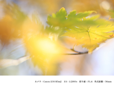 SIGMA 56mm F1.4 DC DN | Contemporary(数量限定)【キヤノンRFマウント用】