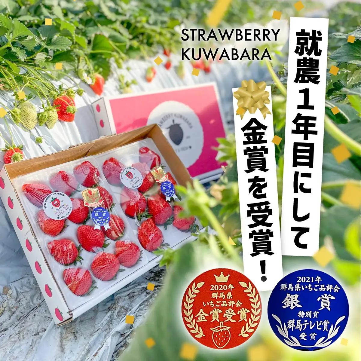いちご やよいひめ 800g いちご品評会最高金賞 化粧箱入り