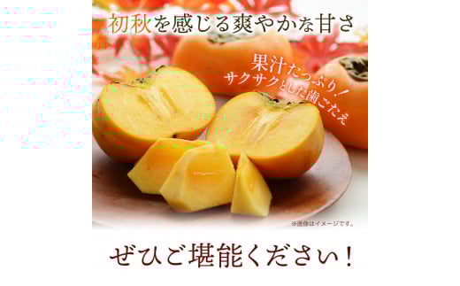  紀州根来の里 完全甘柿 太秋柿 6玉 約2.4kg 化粧箱入 おおひがし農園《10月上旬-11月中旬頃出荷》 和歌山県 岩出市 太秋柿 送料無料 柿 かき カキ 和歌山県産 果物 フルーツ