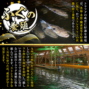 ＜瞬間凍結＞生簀直送 とらふぐ 刺身 セット (4-5人前) 魚 鮮魚 ふぐ 河豚 刺し身 刺身 さしみ ポン酢 もみじおろし 冷凍 佐伯 養殖 大分県 佐伯市 【EA30】【(株)トーワ】