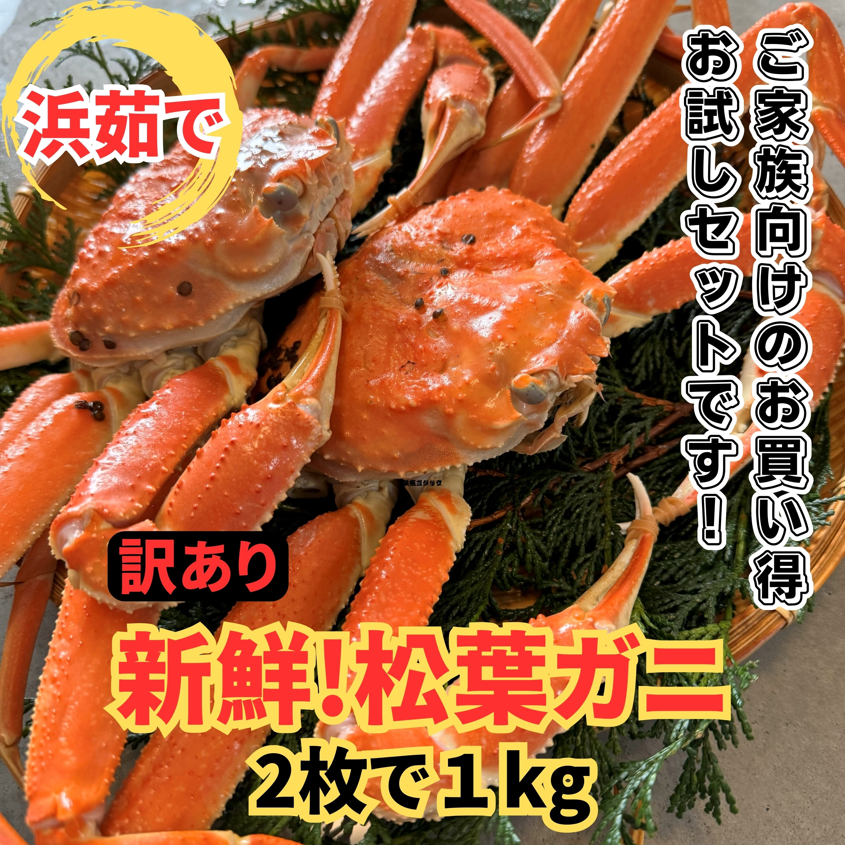 
            【訳あり】浜茹で！松葉ガニ1kgセット 鳥取網代港 岩美 松葉がに ズワイガニ かに カニ 日本海【さかなや新鮮組】【22025】
          