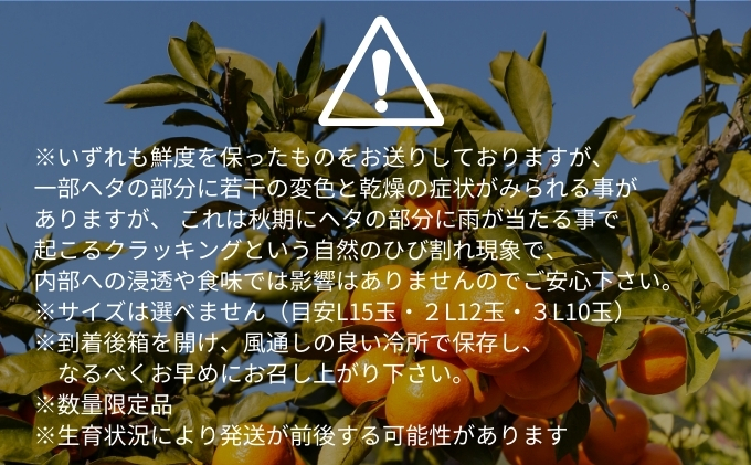 愛果28号 約2.5kg 東温市産 サイズお任せ 「 紅まどんな 」の同一品種（品種名： 愛媛果試28号 ） 今が旬 農園直送 みかん 人気 数量限定 先行予約 愛媛みかん かんきつ 愛媛県 フルーツ
