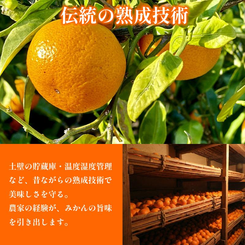 【先行予約】 みかん 訳あり 3㎏ 熟成 柑橘 フルーツ 果物 みかん ミカン みかん 蜜柑 訳ありみかん 家庭用 オレンジ 1万円未満 徳島県 勝浦町 佐那河内村 5000円以下 5000円