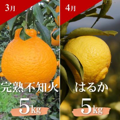 ふるさと納税 日高町 【発送月固定定期便】季節の柑橘定期便(ゆら早生みかん・完熟みかん・不知火・はるかみかん)全4回 |  | 03