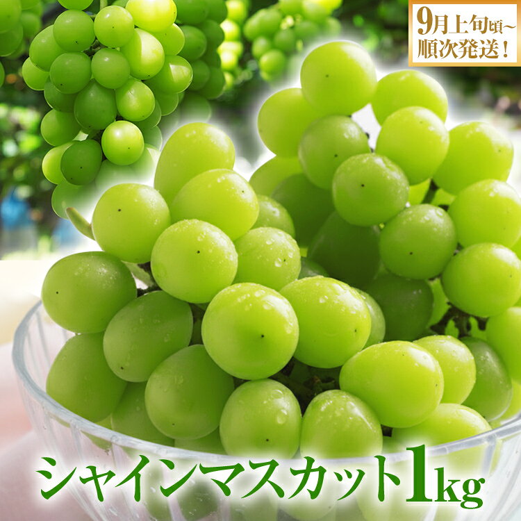 【ふるさと納税】期間限定 シャインマスカット マスカット フルーツ ぶどう 葡萄 ブドウ 果物 くだもの 甘い 濃厚 ジューシー 産地直送 デザート おやつ 福岡県 福岡 九州 グルメ お取り寄せ 【9月上旬頃から順次発送】