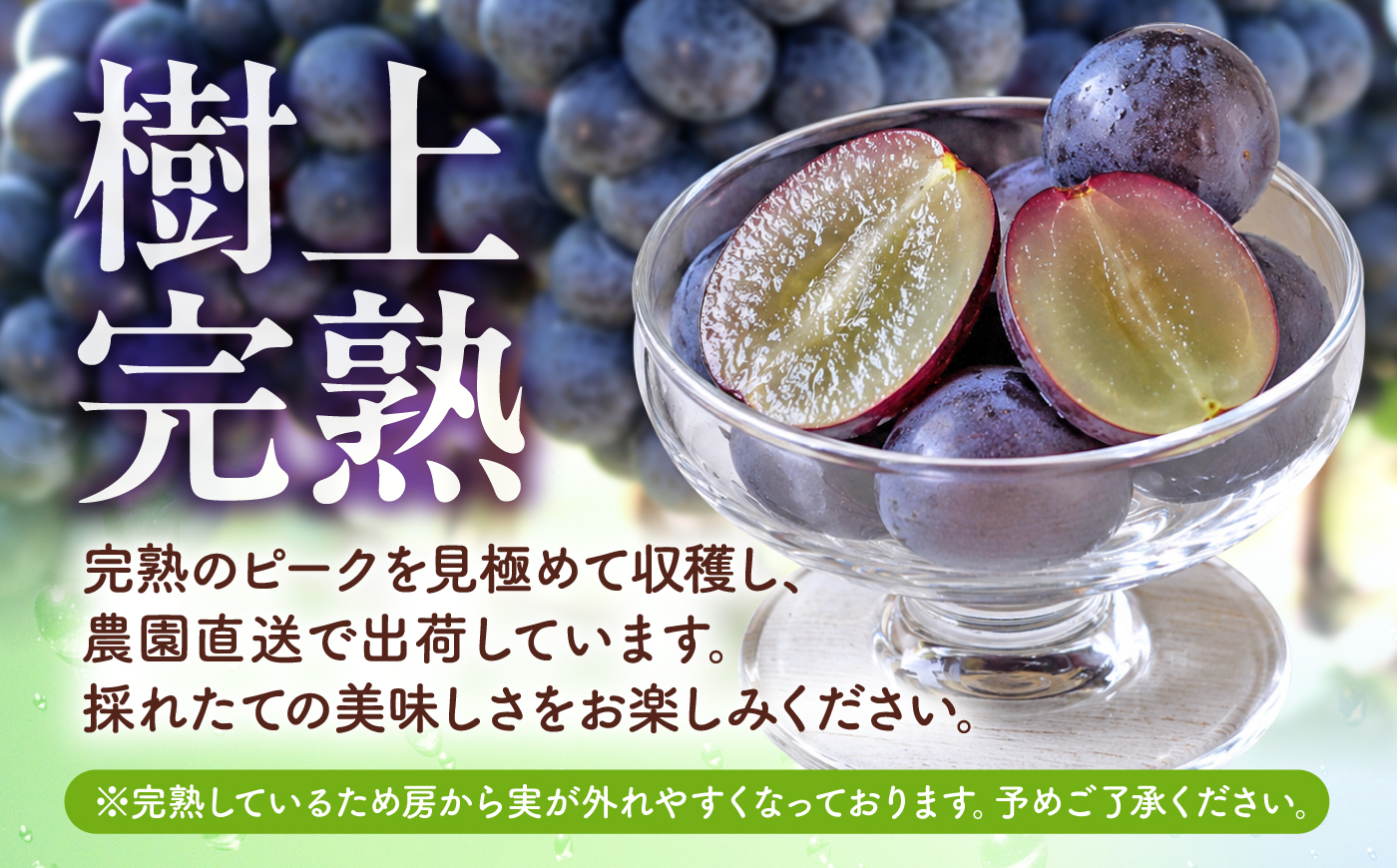 【先行予約】【訳あり】 こば農園 人気の黒ぶどう（巨峰 or ブラックビート）約600g 【合同会社 こば農園】 [ZFO007]