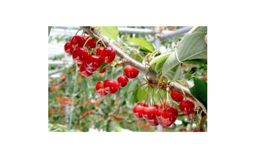 ＜2025年発送＞　信州中野産　さくらんぼ　紅秀峰　約1.2kg(約100g×12パック)【1569964】