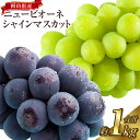 【ふるさと納税】岡山県産シャインマスカット約500g×1房 晴王＆ニューピオーネ約500g×1房 合計 2房 約1kg マスカット ぶどう ブドウ 葡萄 フルーツ 果物 くだもの 果実 国産 冷蔵 岡山県 奈義町 送料無料 【2024年8月下旬～10月上旬迄発送予定】