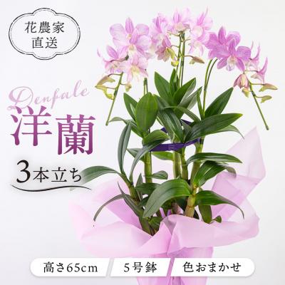 ふるさと納税 糸島市 【ギフトに】デンファレ(洋蘭)3本立ち 糸島市/和饗エコファーム株式会社 [AVI004]