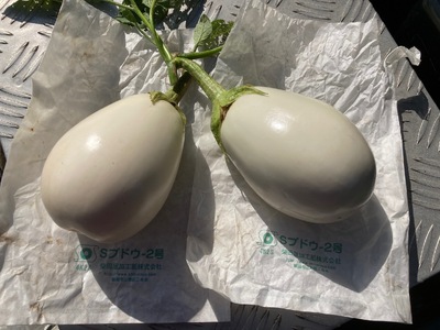 白なす 6個 白なす