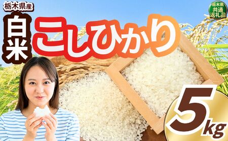 こしひかり 白米 5kg