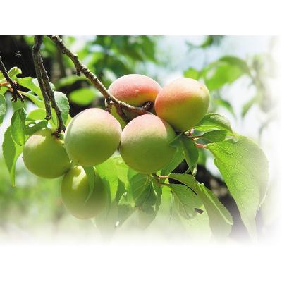 ふるさと納税 若狭町 6月中旬から順次発送　青梅(紅映梅)　2kg　2Lサイズ前後　秀と優の混合 |  | 01