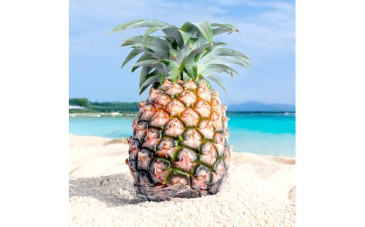 
            【先行予約】石垣島産 中玉ピーチパイン ４玉 合計約3.2kg《2025年夏季 順次発送》【 沖縄県石垣市 石垣島 フルーツ 果物 パイン 産地直送 】SI-118
          