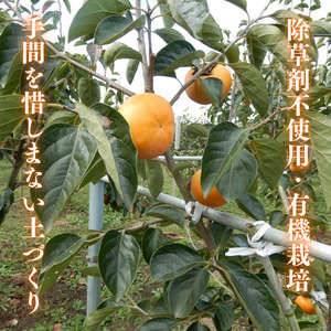 早秋柿・太雅柿・太秋柿　早生柿3種食べ比べセット（茨城県共通返礼品・かすみがうら市産) / 柿 カキ かき 早秋柿 太雅柿 太秋柿 食べ比べ 果物 フルーツ 3.5kg 果物 フルーツ 産地直送 ギフ