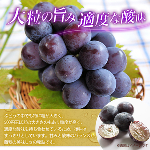 ぶどう ふじみのり 種なし 計約1kg 2房 ぶどう