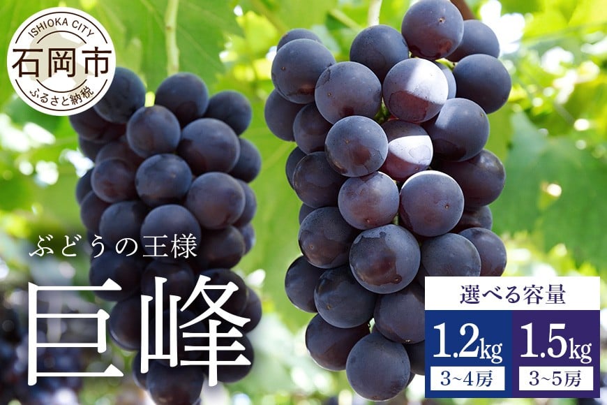 
                  【 2026年 先行予約 】 巨峰 ( 種あり ) 1.2kg 3～4房・ 1.5kg 3～5房　 鈴木ぶどう園 ぶどう ブドウ 国産 果物 くだもの 葡萄 フルーツ 1.5キロ 8月 下旬 9月 10月 発送 夏 秋 旬 品種 茨城県産 産地直送 産直 農家直送 冷蔵 茨城県 石岡市 送料無料 (G123) (suzuki_kyoho)
                