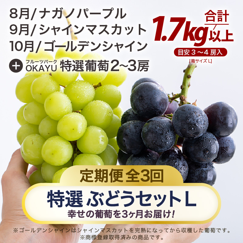【先行予約】【訳あり】＜全3回定期便＞特選 ぶどうセットL（8月・9月・10月）1.7kg以上（各月3～4房）／ 葡萄 ナガノパープル シャインマスカット ゴールデン シャイン 品種 おまかせ あわら 農家おすすめ ※2026年8月より順次発送 [aw007-f001]