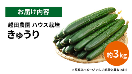 シャキッと美味しい！ きゅうり 約3kg 【2026年9月以降発送】