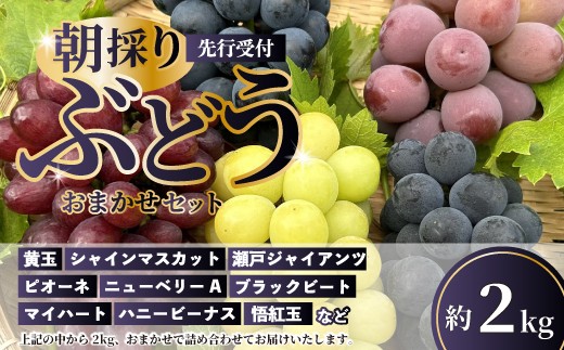
            【先行予約】久和田農園の朝採り ぶどう 詰め合わせ 2kg 葡萄 ブドウ 食べ比べ フルーツ 果物 令和7年度お届け 広島県 三原市 034008
          