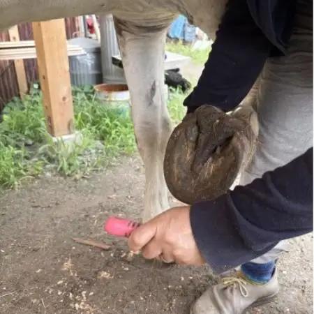 与謝野町 馬と暮らすセラピー体験　馬と触れ合う30分コース【1758586】